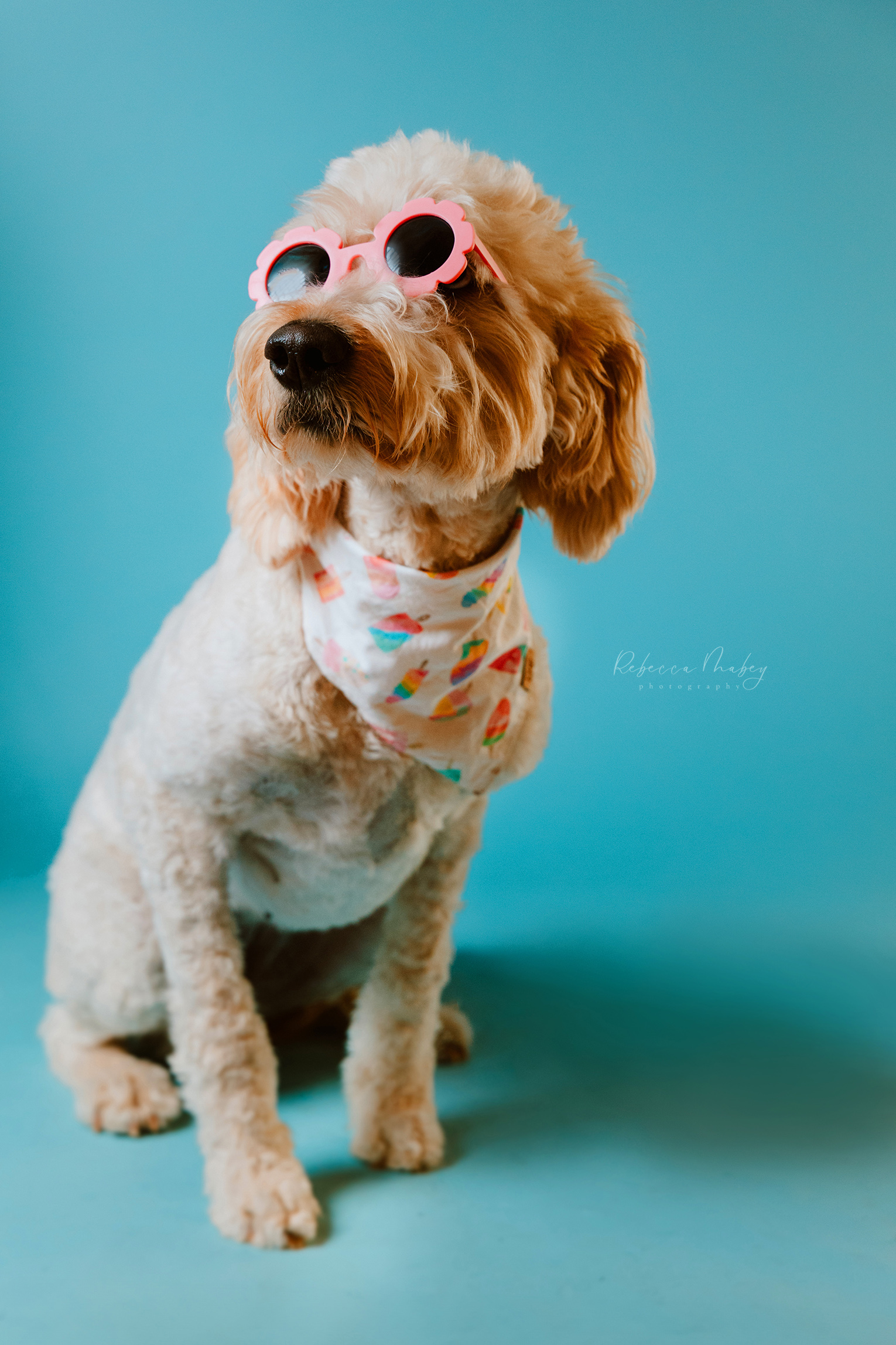 Golden Doodle Dog Portraits: 5 cool things about Golden Doodles